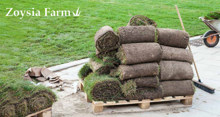 Shop now and save on high-quality zoysia grass at Zoysia Farms sale
