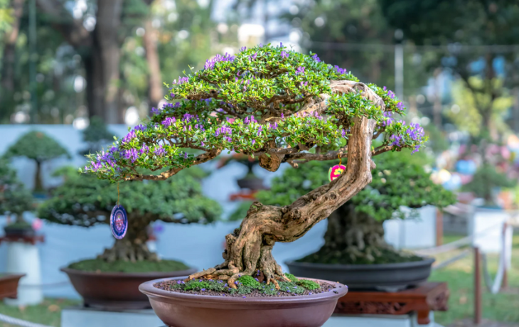 brazilian bonsai tree