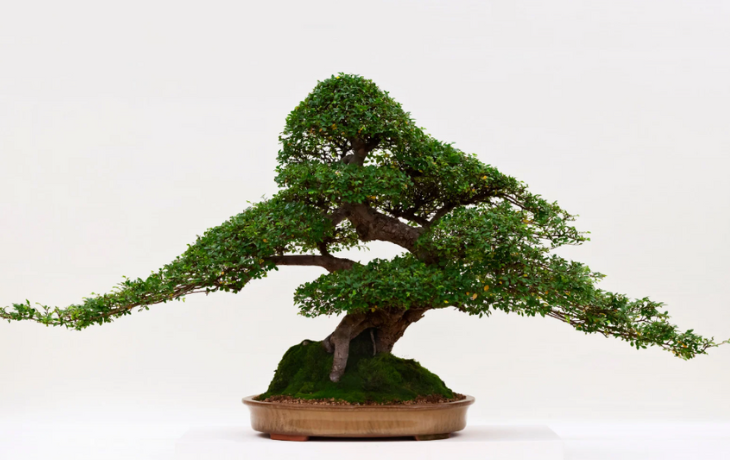 chinese elm