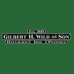 Gilbert H Wild